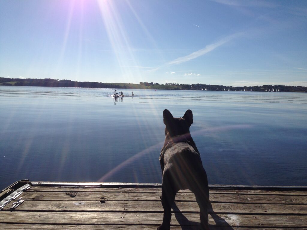 udkig til vand med svaner